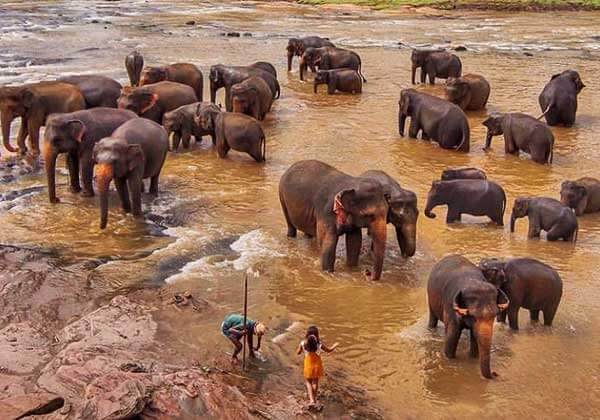 Pinnawala Elephant Orphanage Tour